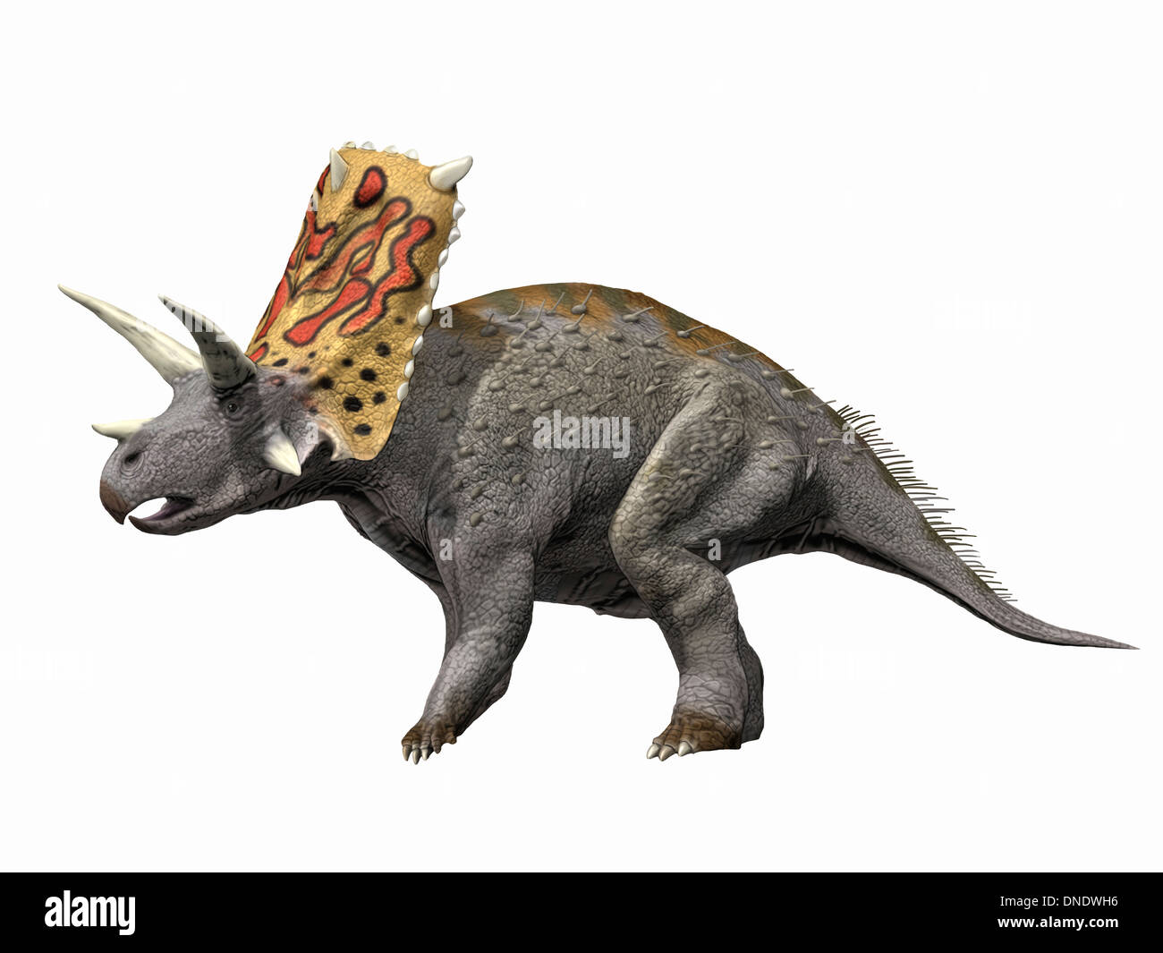Bravoceratops Polyphem, späten Kreidezeit von Texas. Stockfoto