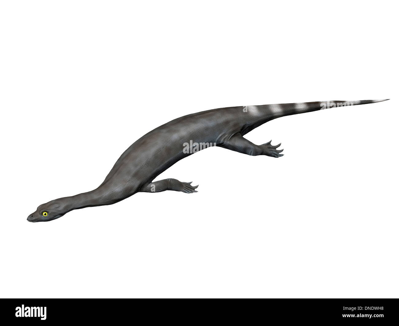 Corosaurus Alcovensis, frühen Trias von Wyoming, USA. Stockfoto