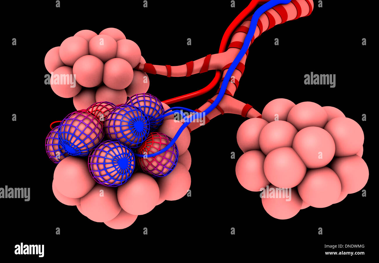 Alveole Fotos und Bildmaterial in hoher Auflösung Alamy