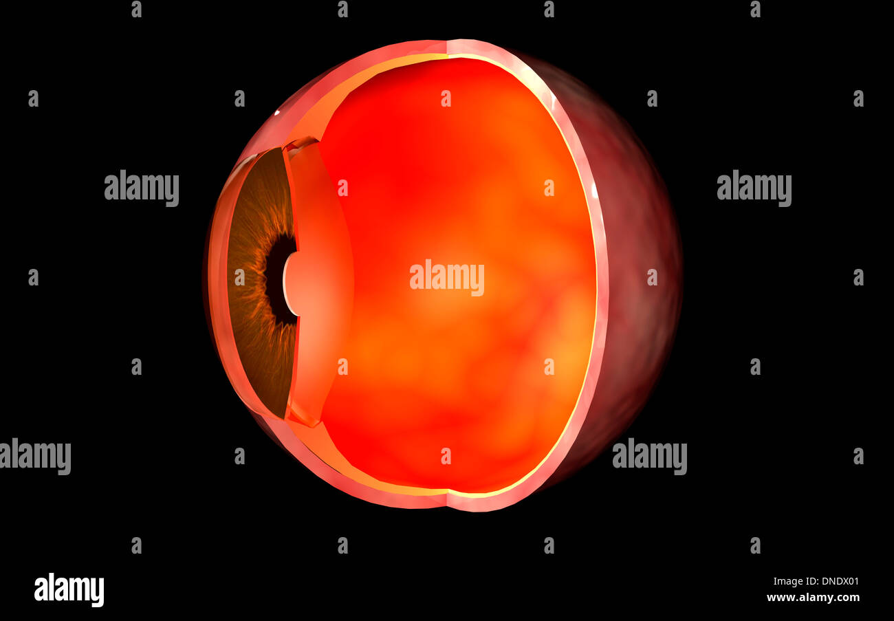 Querschnitt durch Konzeptbild des menschlichen Auges. Stockfoto