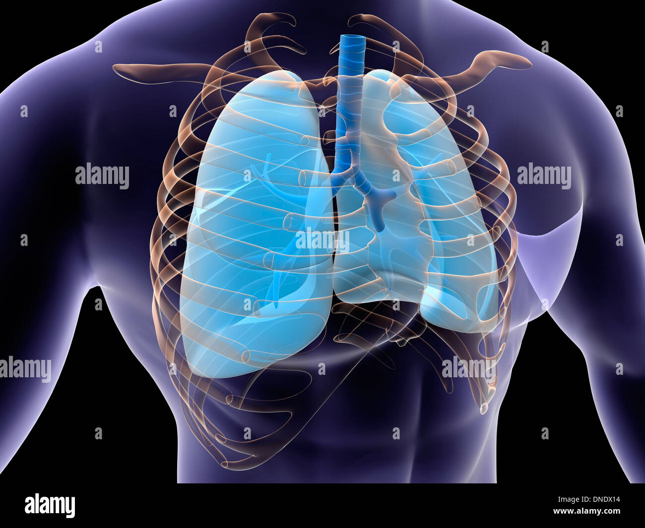 Konzeptbild der menschlichen Lunge und Brustkorb. Stockfoto