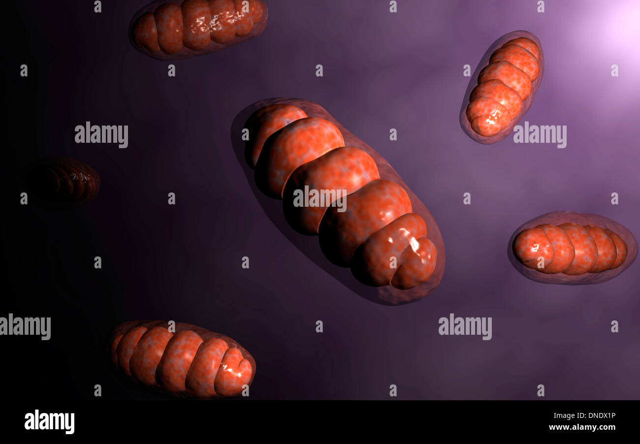 Konzeptbild von Mitochondrien. Stockfoto
