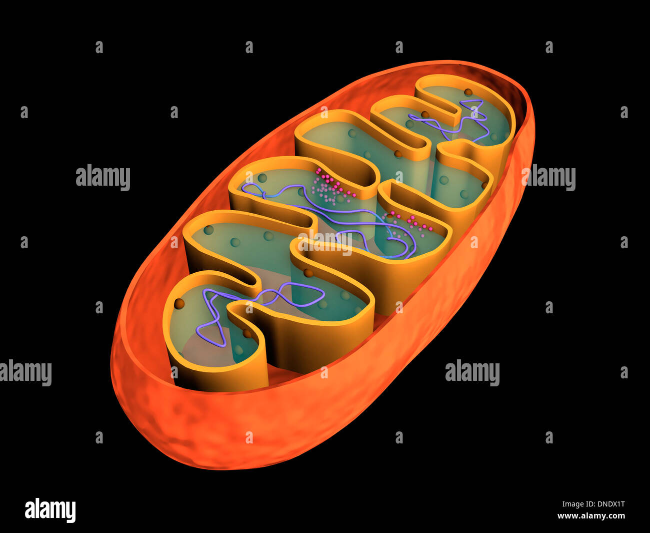 Konzeptbild von Mitochondrien. Stockfoto