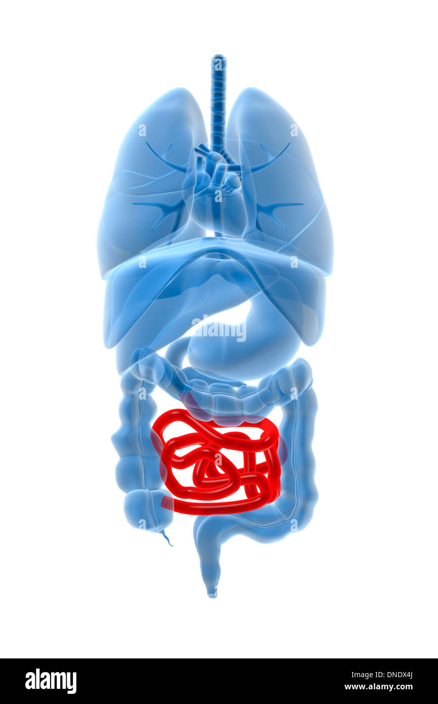 Röntgenbild der inneren Organe mit Dünndarm rot hervorgehoben. Stockfoto