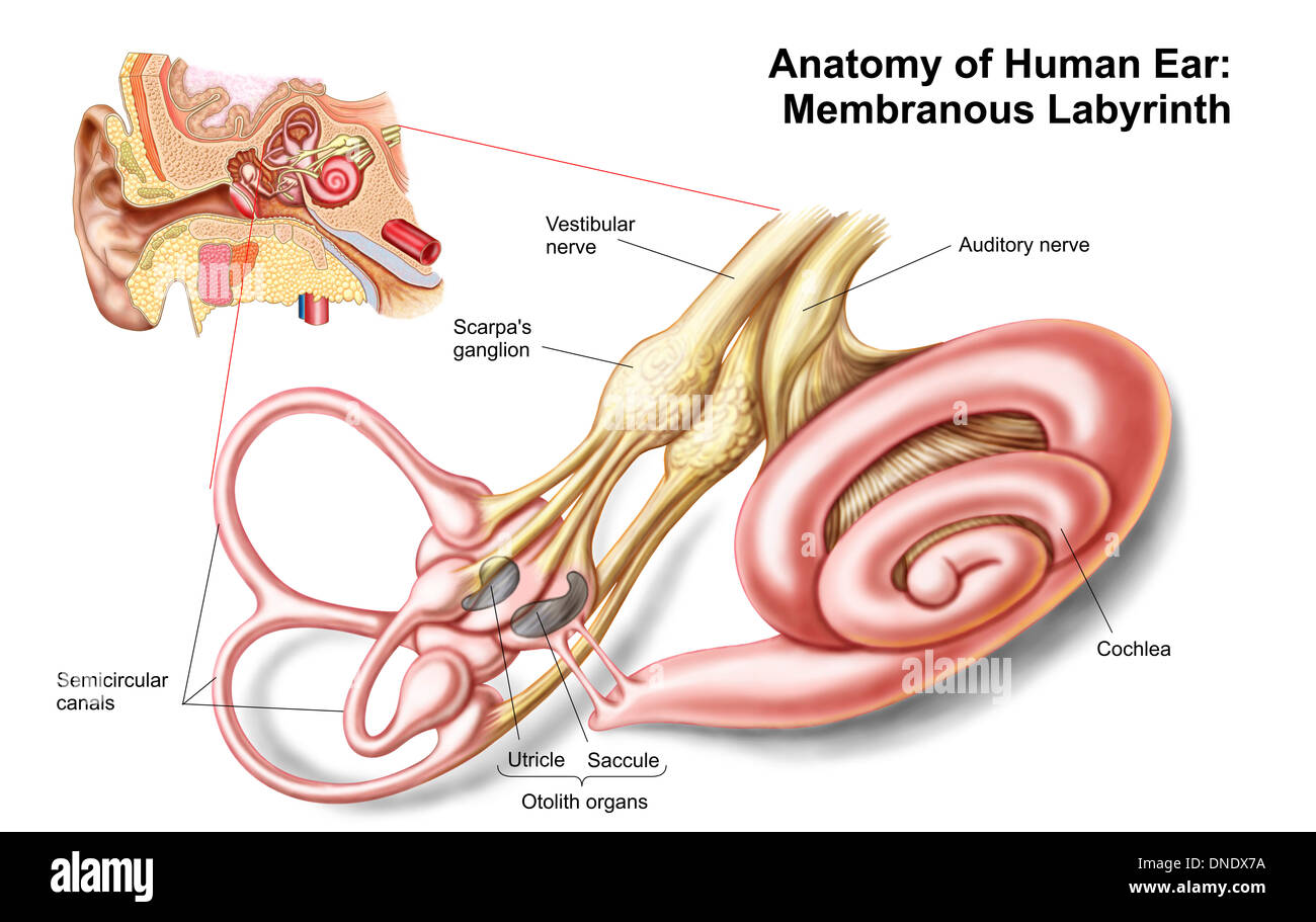 Anatomie des menschlichen Ohres, Membranous Labyrinth. Stockfoto
