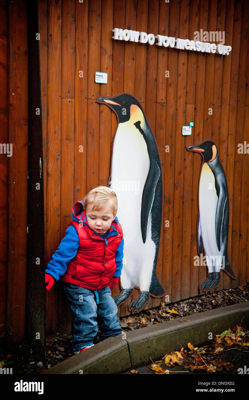 Eine kleine Junge und lebensgroße Bilder von Pinguinen am Edinburgh Zoo, Scotland, UK Stockfoto