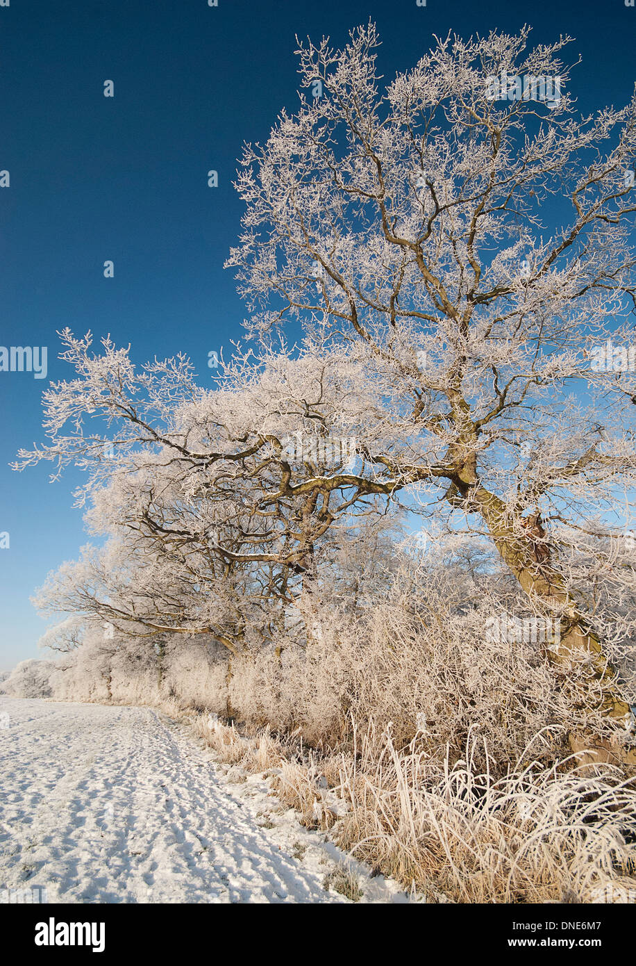 Bäume und Hecken in Hoar Frost, zerfurchte Gebiet schneebedeckt, vor blauem Himmel bedeckt. Stockfoto
