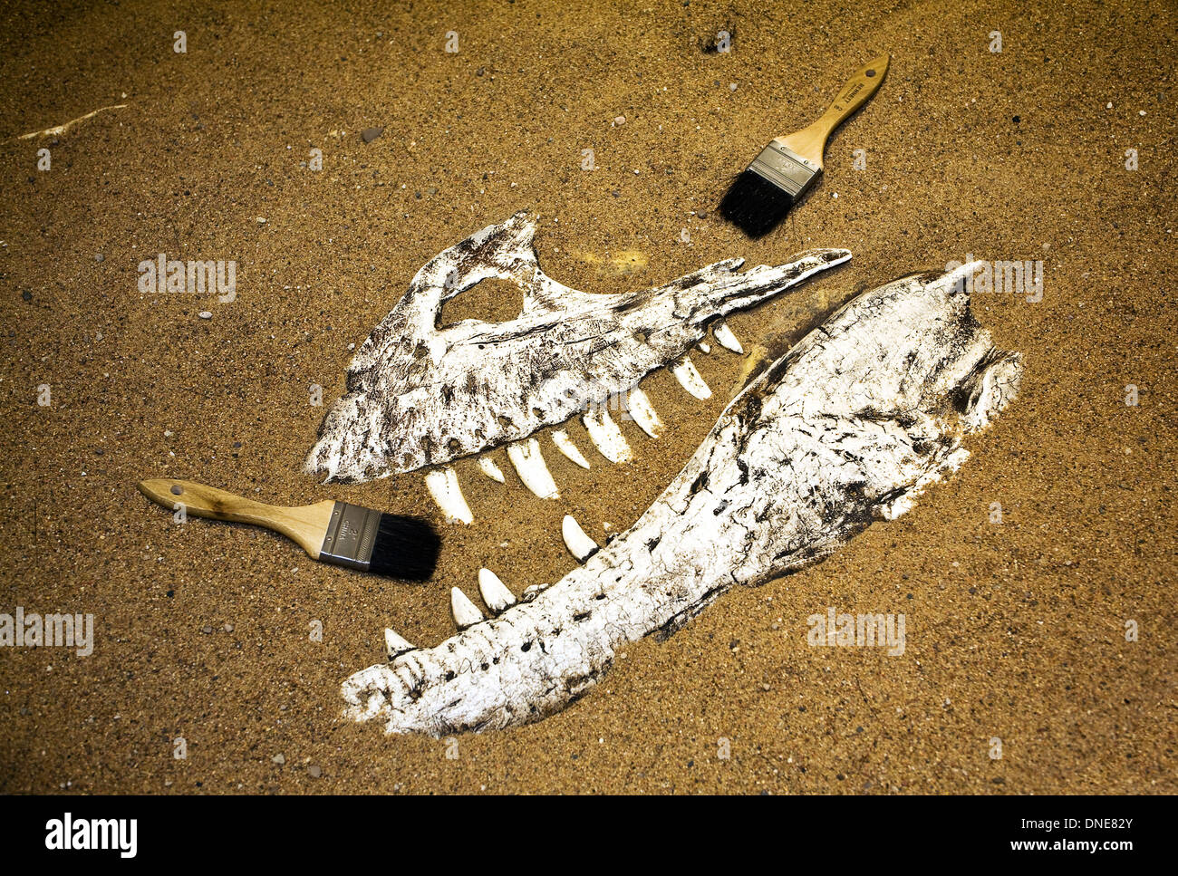 Albertosaurus Schädel am Milk River Interpretive Centre, Alberta, Kanada. Stockfoto