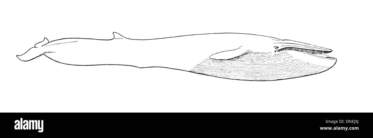 Balaenoptera physalus, der Finnwal, ist eines der größten Tiere der Erde. Sie ist weltweit in den Ozeanen zu finden und ist für ihren stromlinienförmigen Körper und seine leistungsstarken Schwimmfähigkeiten bekannt. Stockfoto