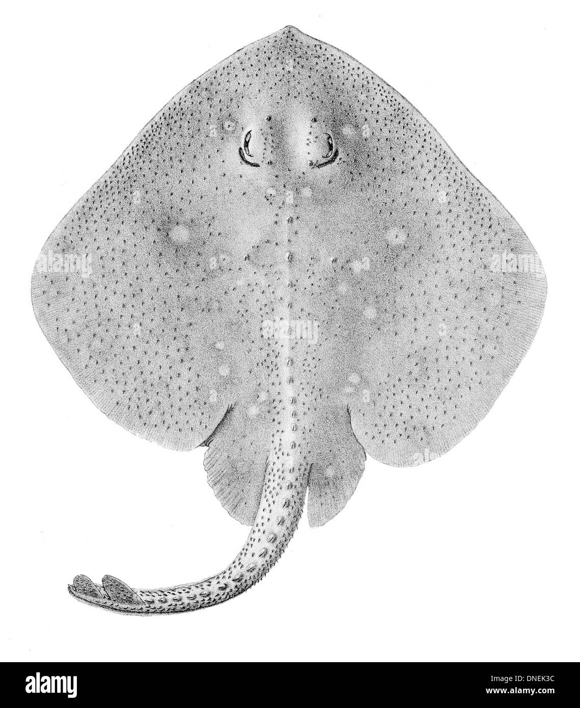 Bathyraja magellanica, auch bekannt als Magellanic Skate, ist eine Art von Schlittschuh im südwestlichen Atlantik. Sie zeichnet sich durch ihren breiten, flachen Körper und scharfe Stacheln am Schwanz aus. Stockfoto