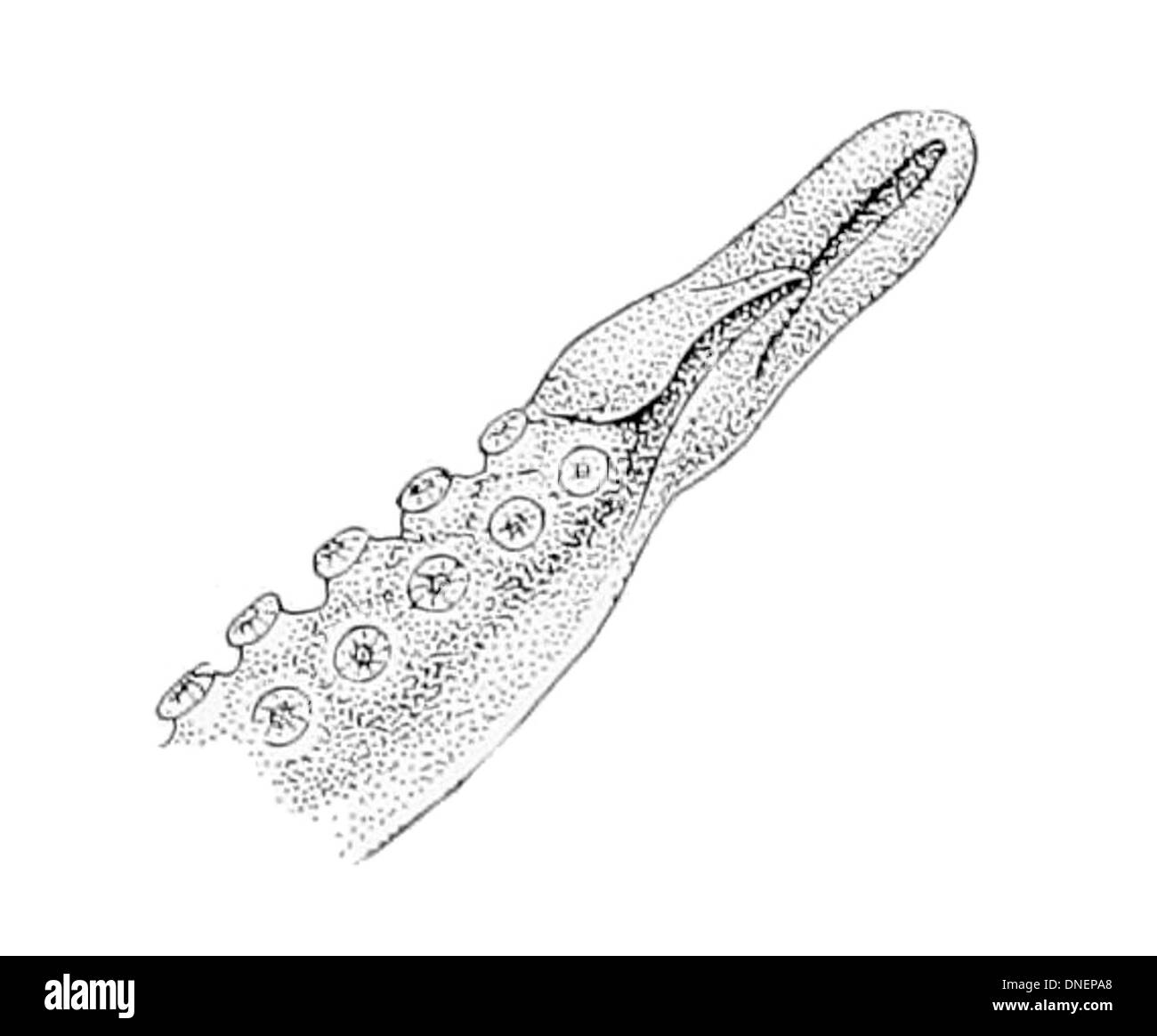 Scaeurgus Patagiatus hectocotylus Stockfoto