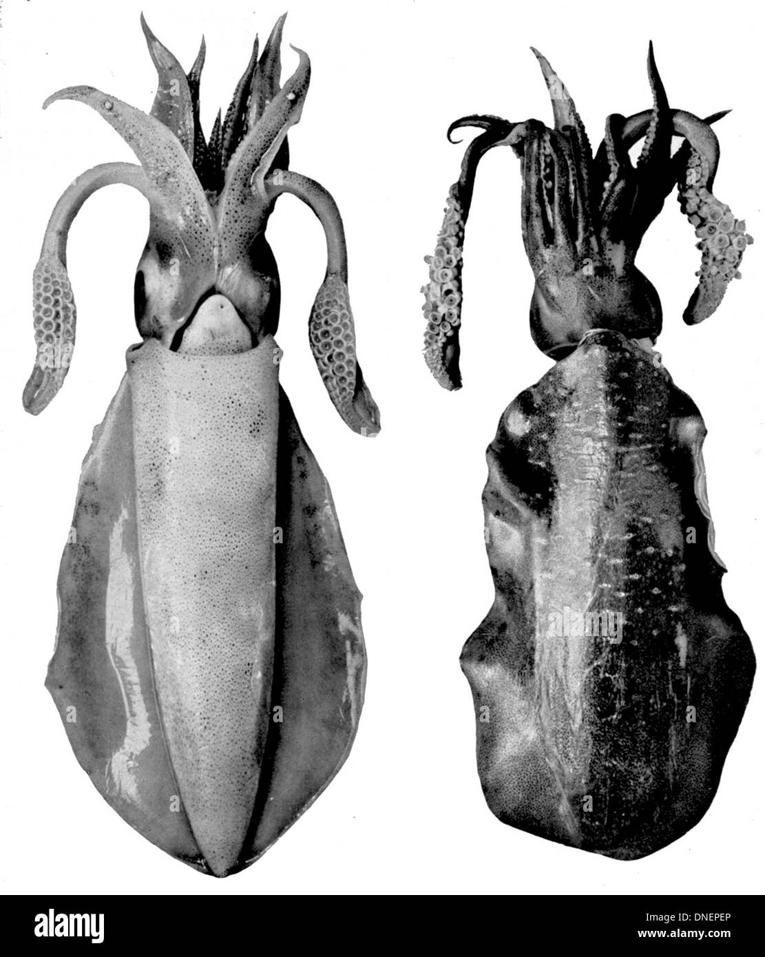 Sepioteuthis lessoniana, auch bekannt als der Indische Ozean Riffkalmar, ist eine Art von Kopffüßchen, die in tropischen und subtropischen Gewässern vorkommt. Es ist bekannt für seine schnellen Schwimmen und bemerkenswerten Farbwechselfähigkeiten, die für Kommunikation und Tarnung verwendet werden. Stockfoto