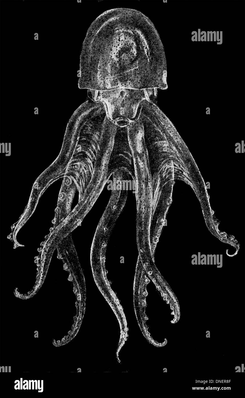 Vitreledonella richardi ist eine Art von Tiefseefischen, die für ihren durchscheinenden Körper und ihre biolumineszierenden Eigenschaften bekannt ist. Sie besiedelt tiefe, dunkle Teile des Ozeans und spielt eine Rolle im Ökosystem. Stockfoto