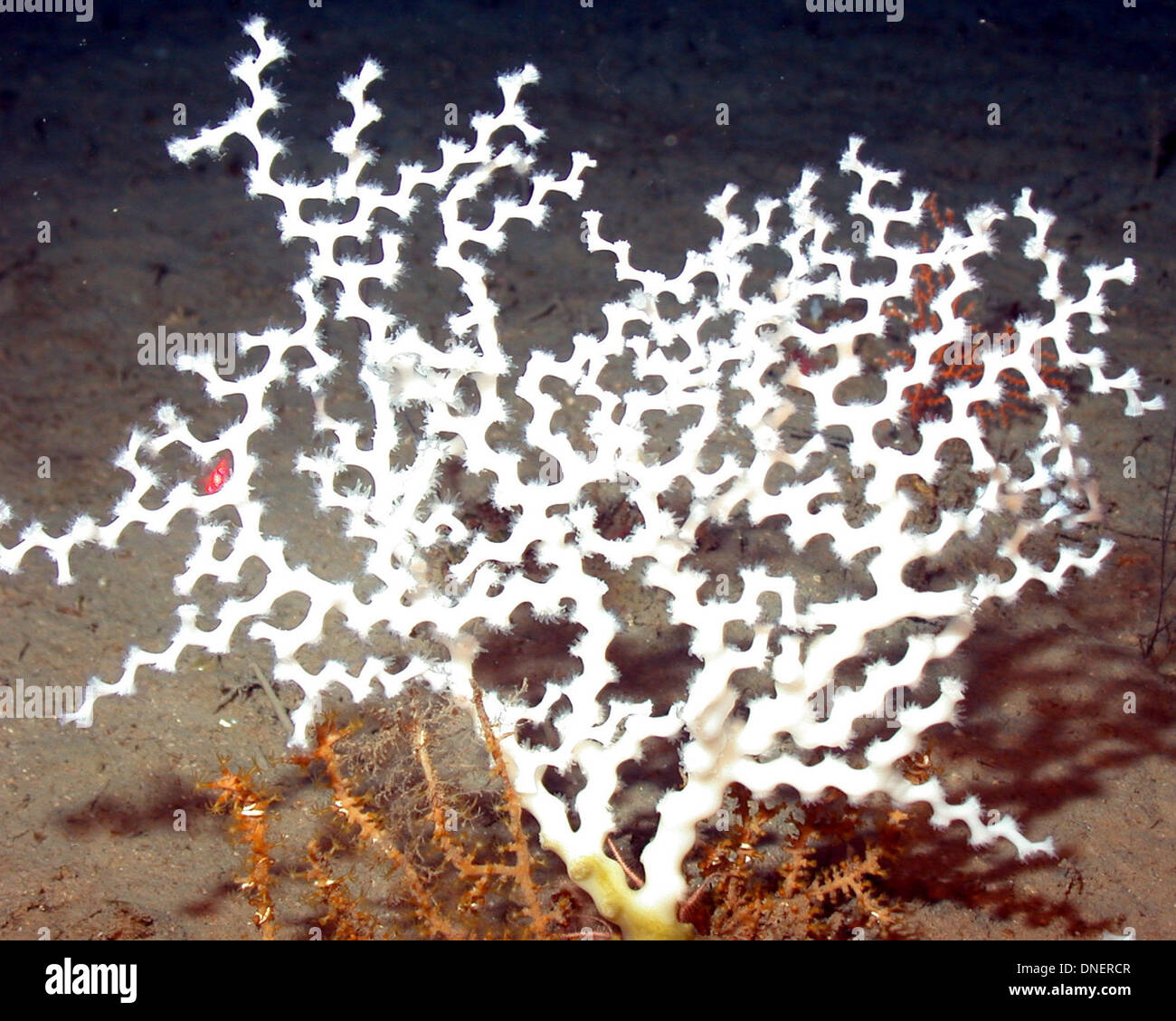 Zick-Zack-Koralle (glimmerigen Oculata) Stockfoto
