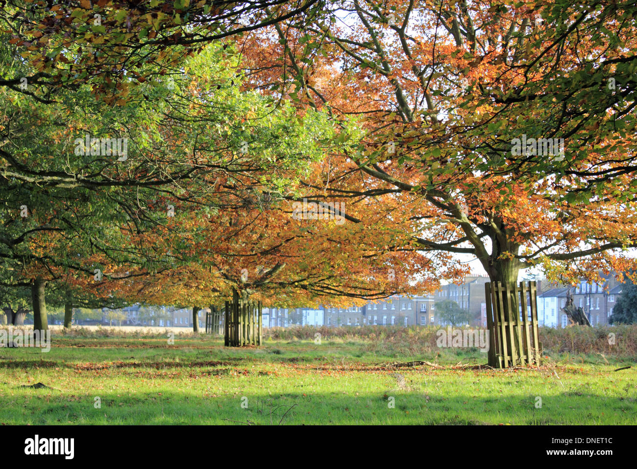 Hirsch-Protektoren um Bäume im Herbst Bushy Park in London England UK Stockfoto