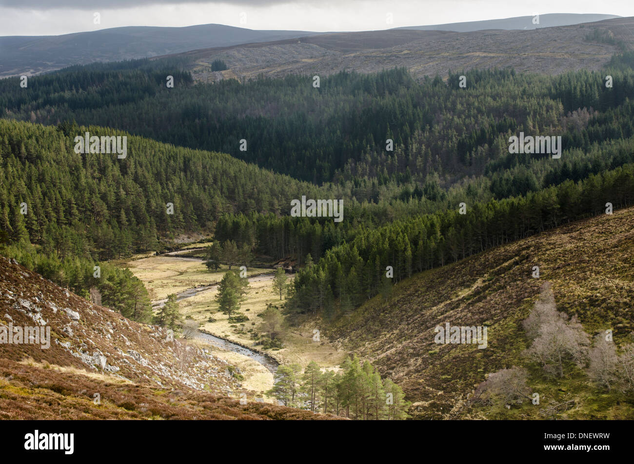 Landschaft von Bäumen, Moor im Hochland von Schottland. Stockfoto