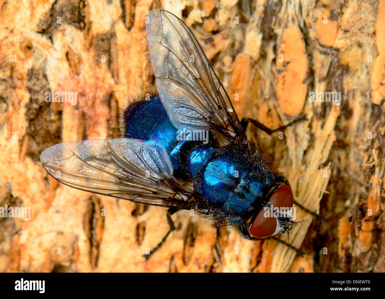 Gemeinsame Zusammenarbeit fliegen oder Schmeißfliege, Hexamerinaufnahme Vomitoria auf Baumrinde Stockfoto