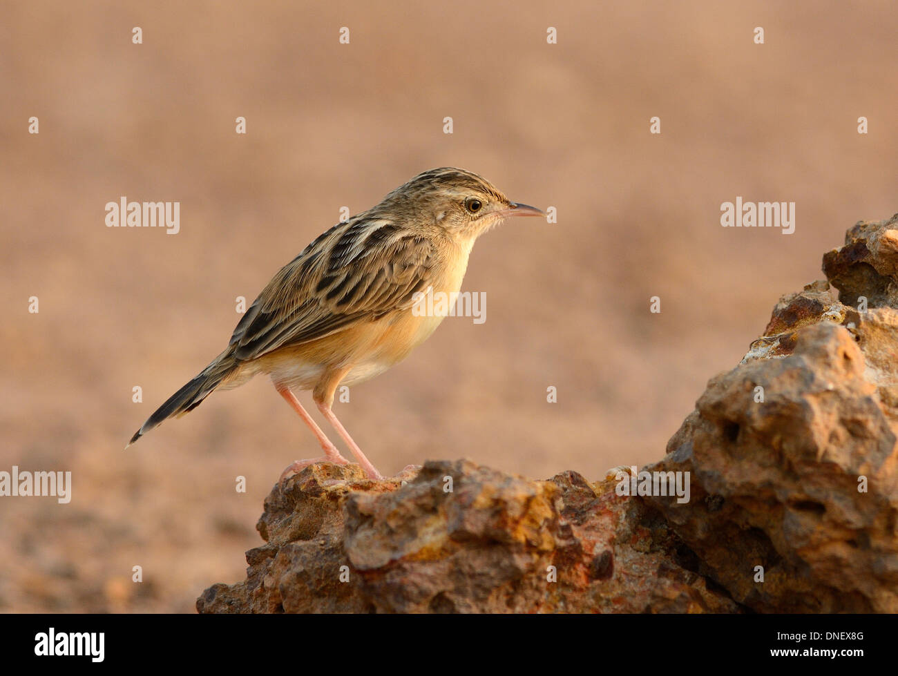 schöne drolligen Cistensänger (Cistensänger kommt) auf Anhöhe Stockfoto