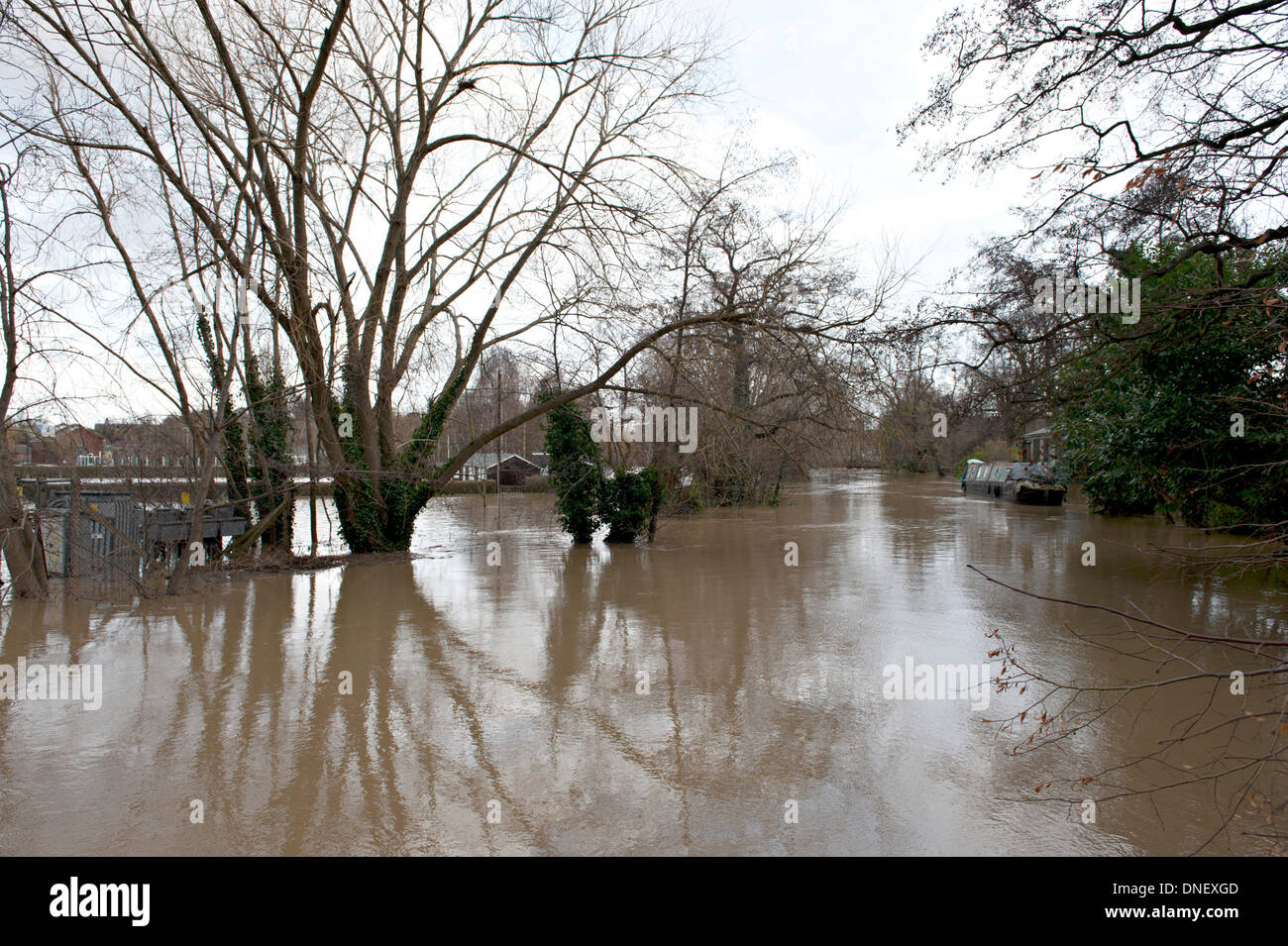 Tonbridge, Kent, UK 24. Dezember 2013. Der Fluss Medway Überschwemmungen infolge von schweren Regenfällen Credit: Patrick Nairne/Alamy Live-Nachrichten Stockfoto
