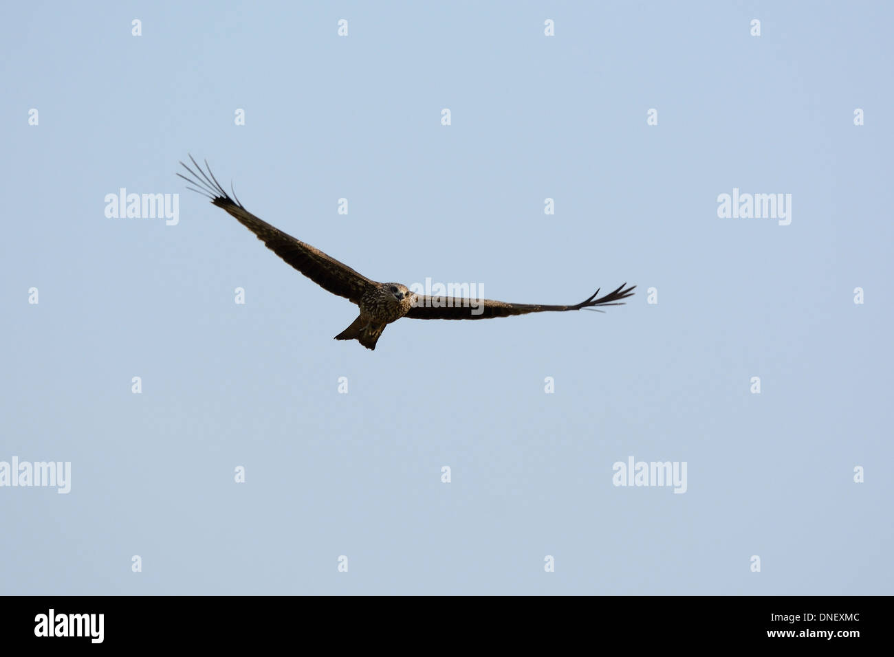 schön allein Schwarzmilan (Milvus Migrans) fliegen in den Himmel Stockfoto schön allein Schwarzmilan (Milvus Migrans) fliegen in den Himmel Stockfoto
