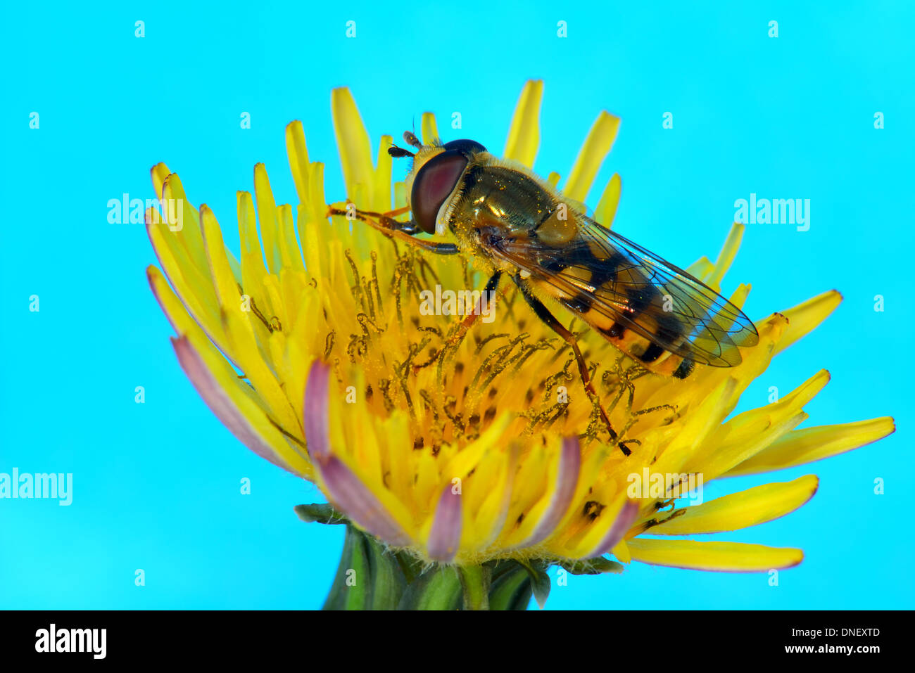 Nahaufnahme von einem Hover fliegen, Epistrophe Melanostoma auf eine gelbe Blume Stockfoto
