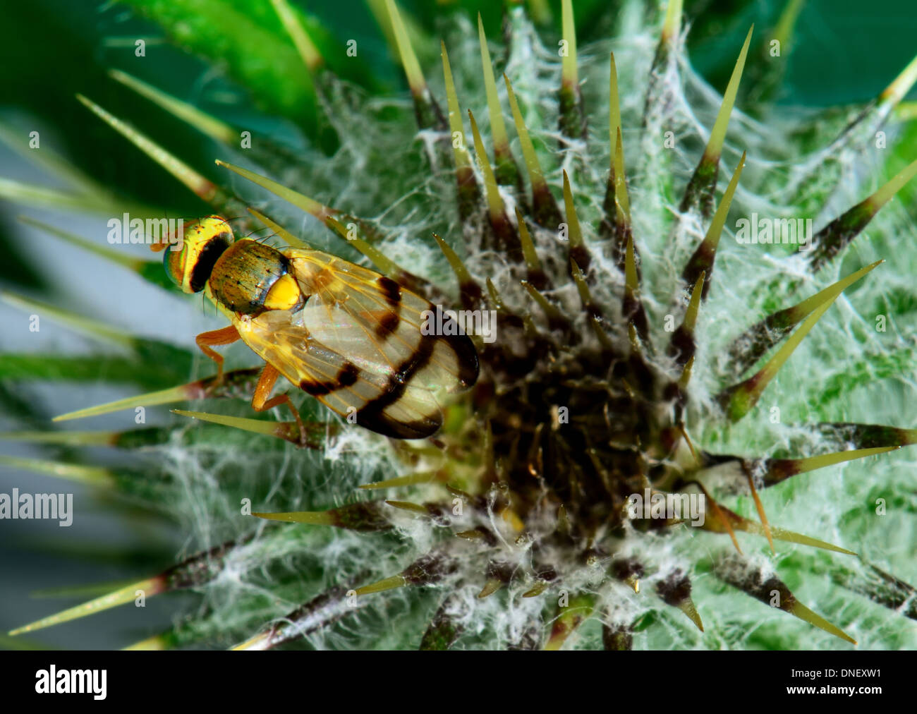 Männlich, Bull Thistle Gall fliegen oder Seedhead Gall fliegen, Urophora Stylata. Auf eine stachelige Distel-Pflanze. Stockfoto