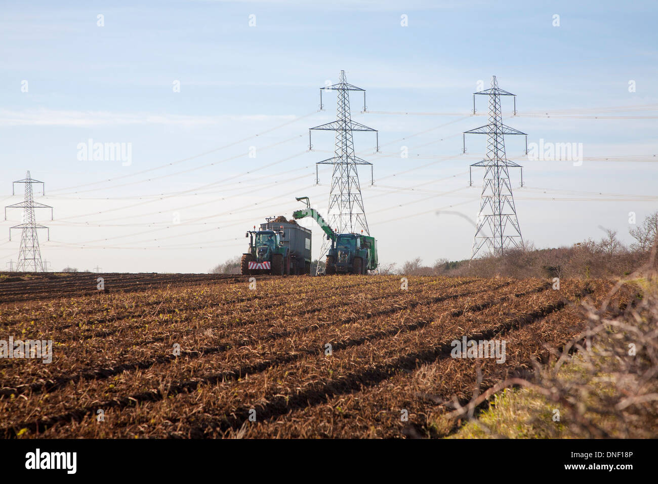 Bauernhof-Maschinerie, die Ernte von Zuckerrüben durch Strommasten an Sizewell, Leiston, Suffolk, England Stockfoto