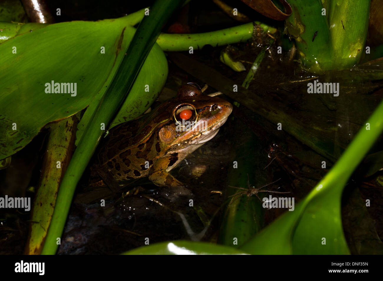 große Kröte in der Regen Wald von Belize Stockfoto