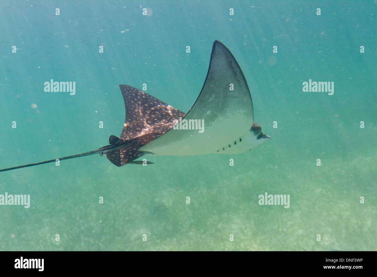 unter Wasser hautnah von einem Sting Ray von der Küste von Belize Stockfoto