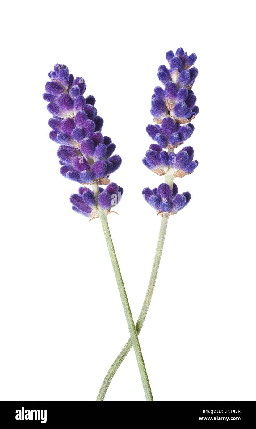 Lavendel Blume isoliert auf weiss Stockfoto