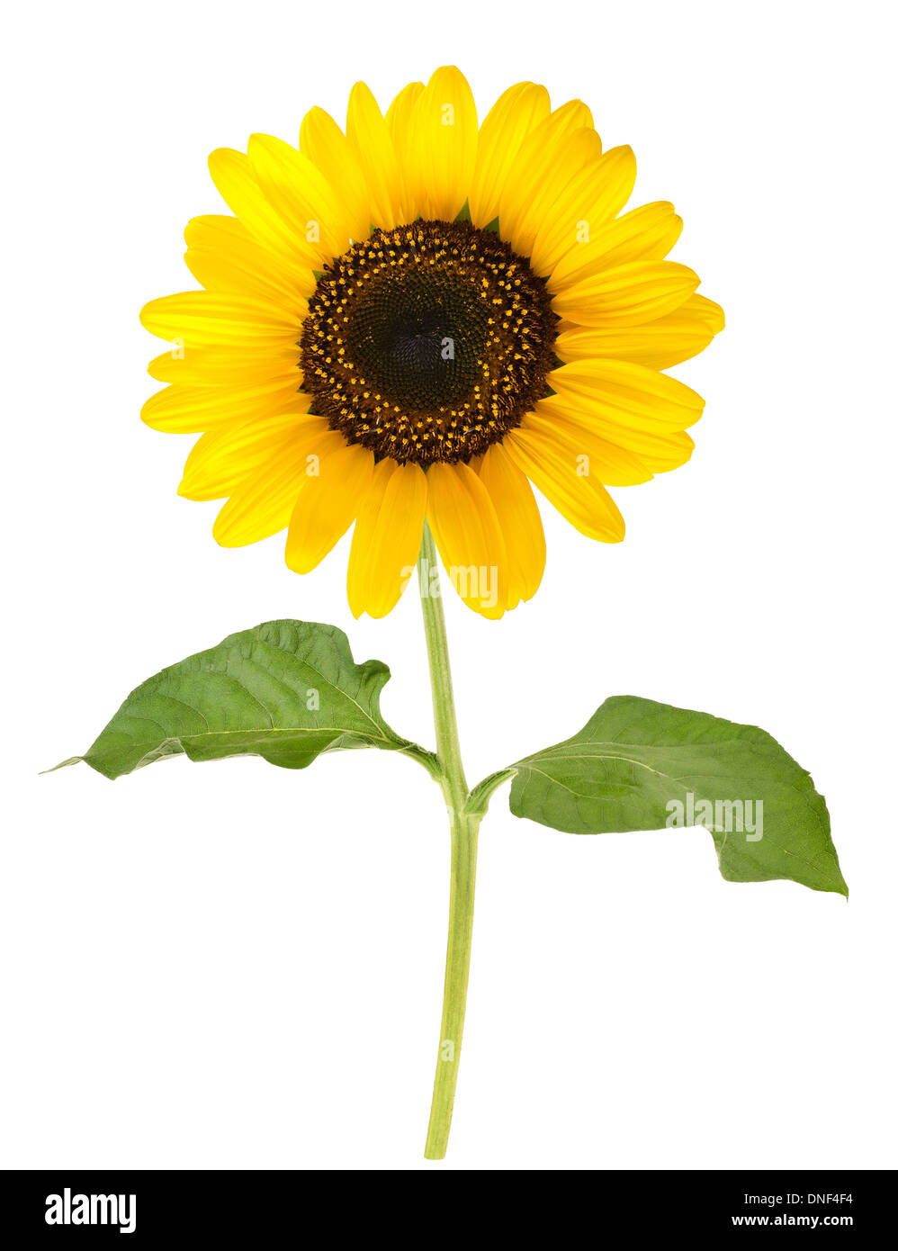 Sonnenblume isoliert auf weißem Hintergrund Stockfoto