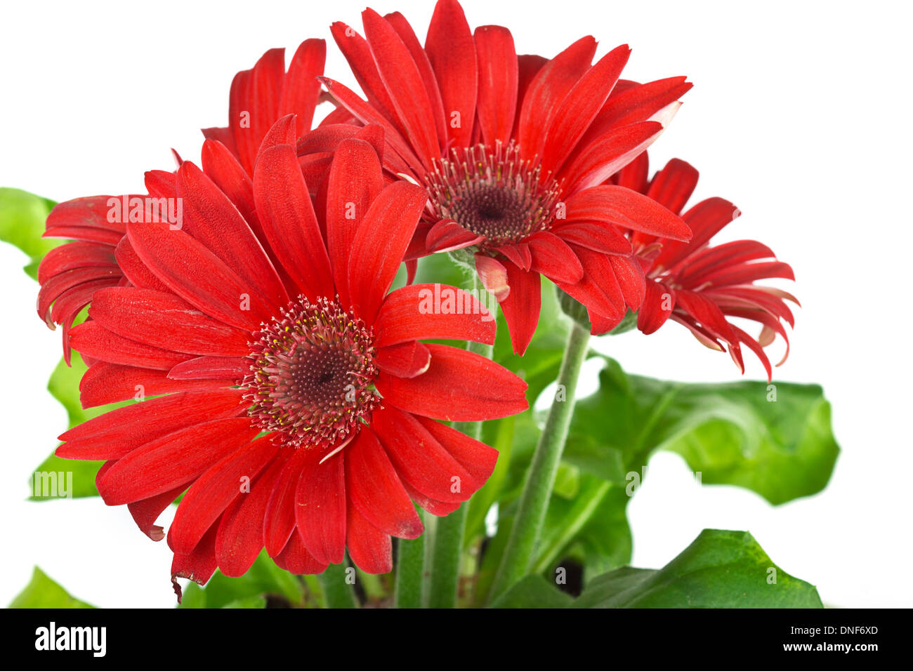 Rote Gerbera Daisy Blume Stockfoto