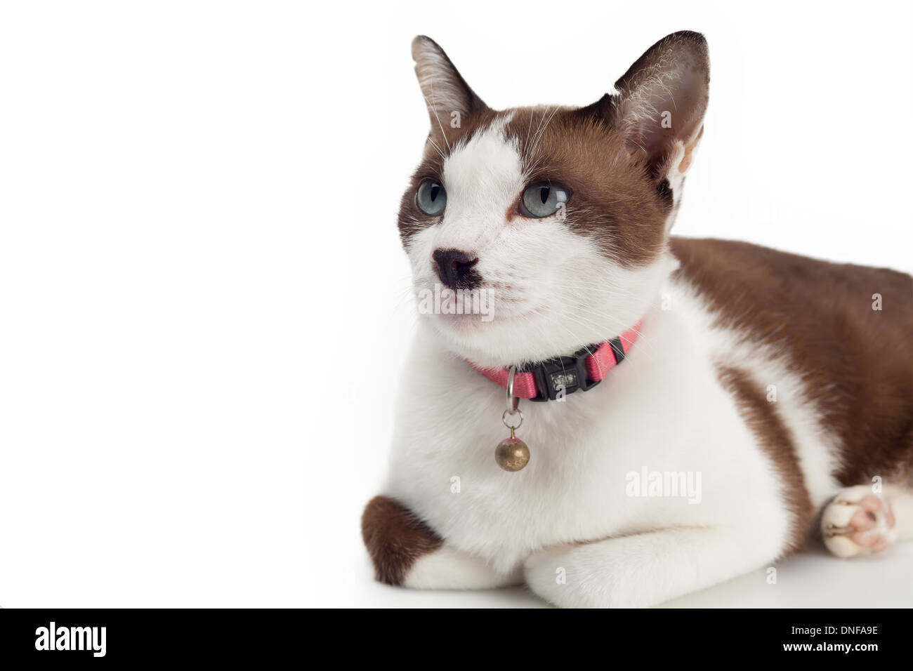 Süße braune Katze liegend auf weißem Hintergrund Stockfoto