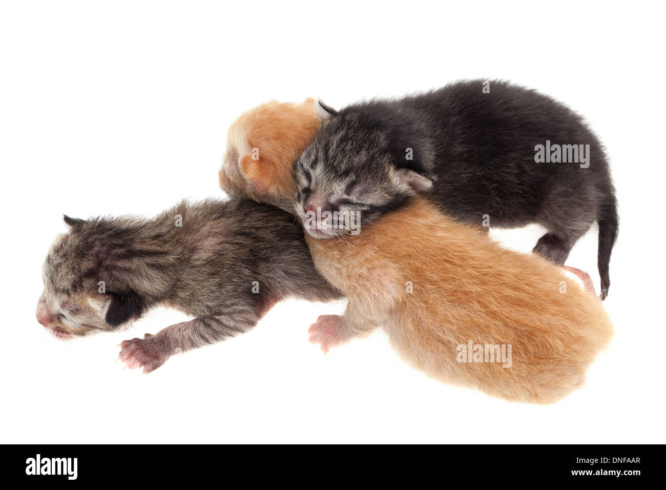 Baby Katzen isoliert auf weißem Hintergrund Stockfoto