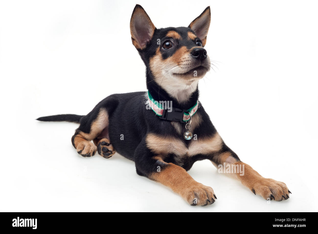 Süße schwarze braune Hundesitting auf weißem Hintergrund Stockfoto