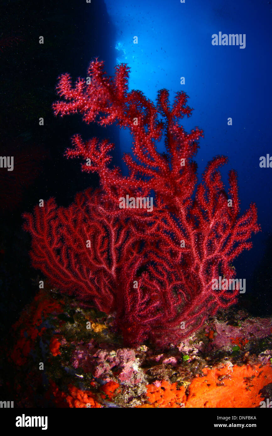 Gorgonie (Paramuricea Clavata) ist eine Art von Korallen Mittelmeer Stockfoto