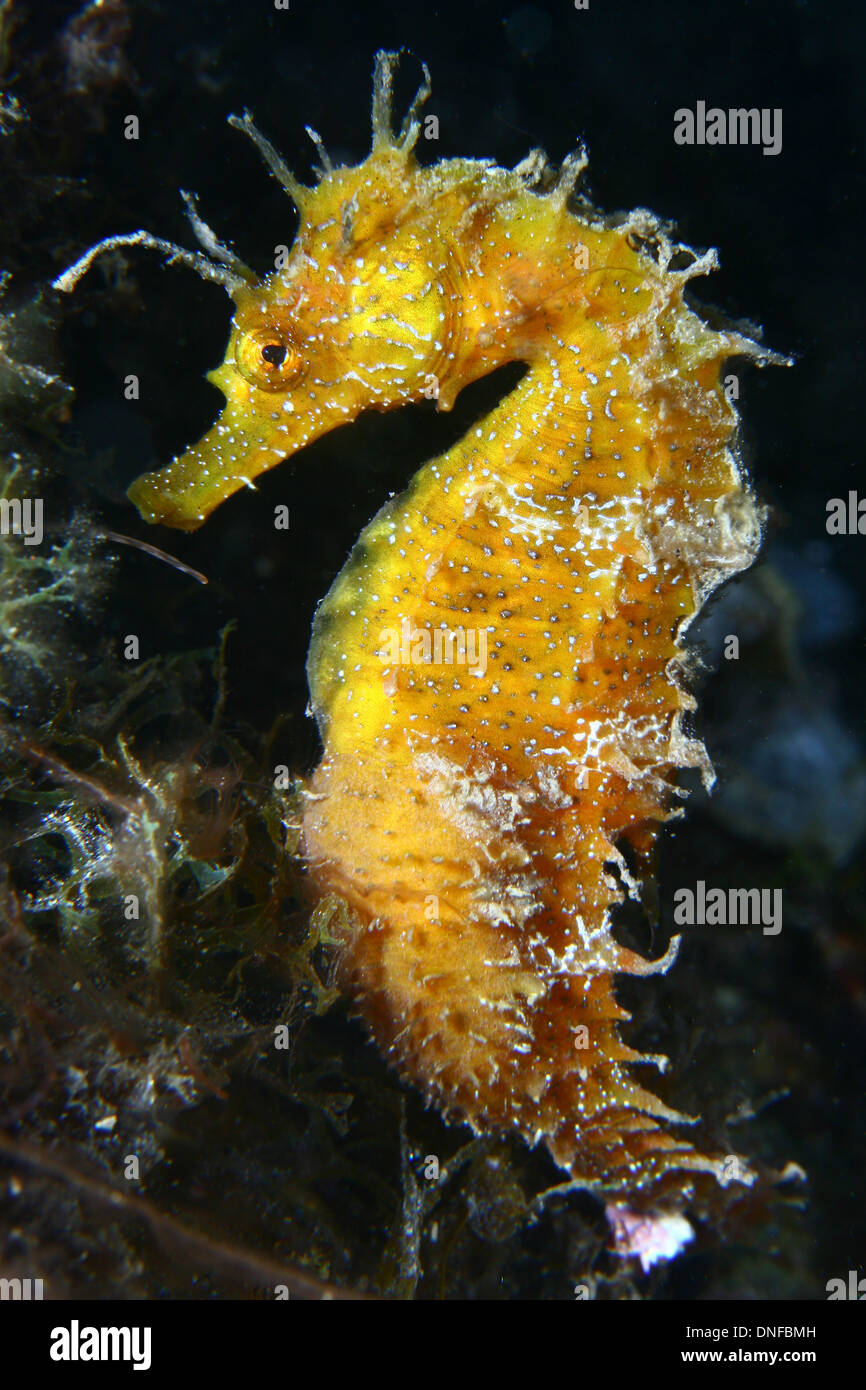 Das Seepferdchen ist der beliebteste Fisch in unseren Meeren und Ozeanen Stockfotografie Alamy Das Seepferdchen ist der beliebteste Fisch in unseren Meeren und Ozeanen Stockfotografie Alamy