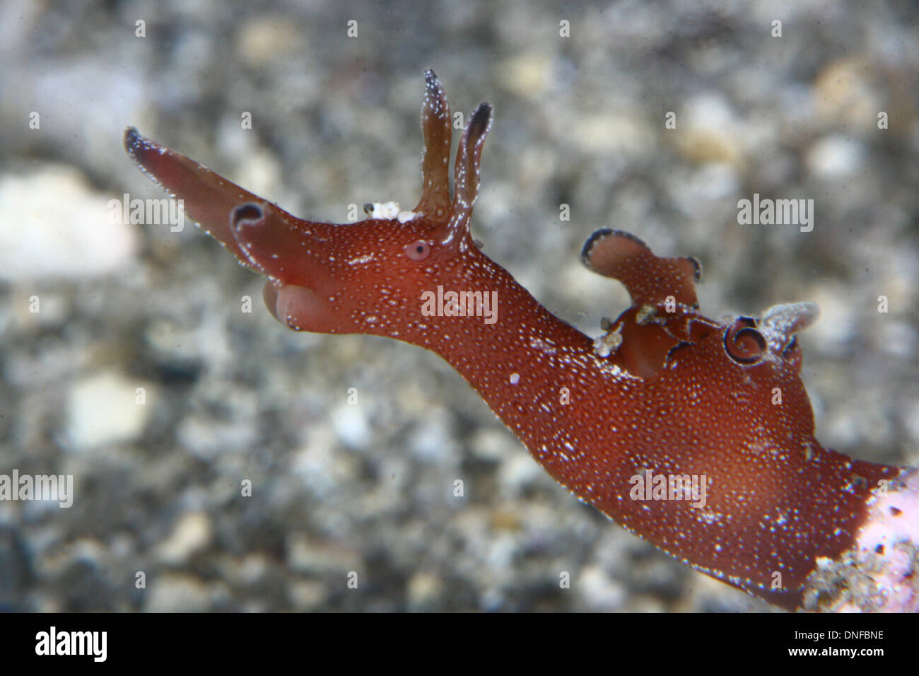 Aplysia ist eine winzige Typ os Mollusck, ein opisthobranch Stockfoto