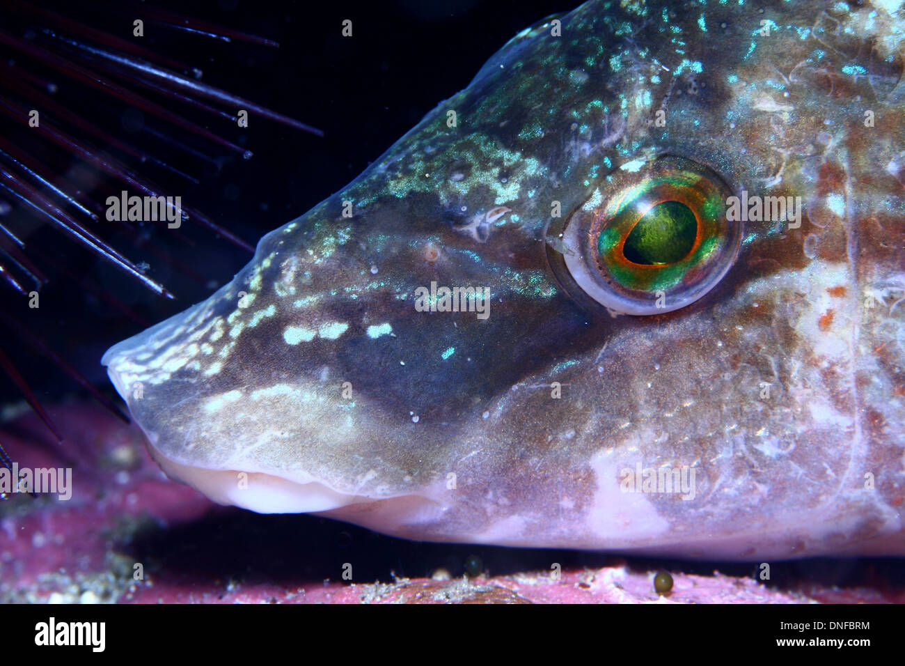 Fisch-Porträt von einem labriidae Stockfoto
