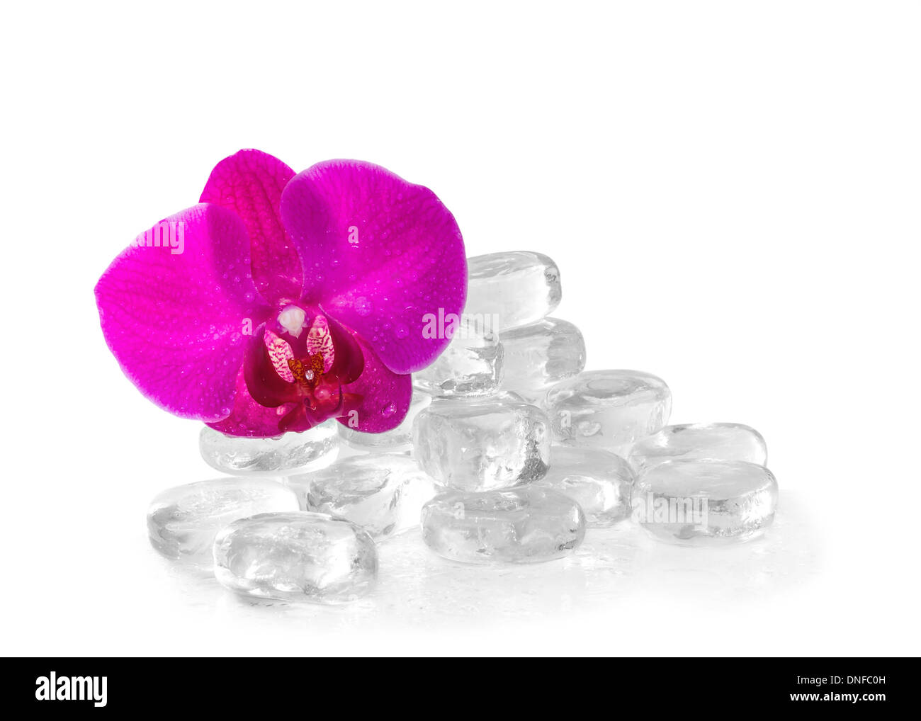 Rosa Orchidee mit Tau und Reflexion Stockfoto
