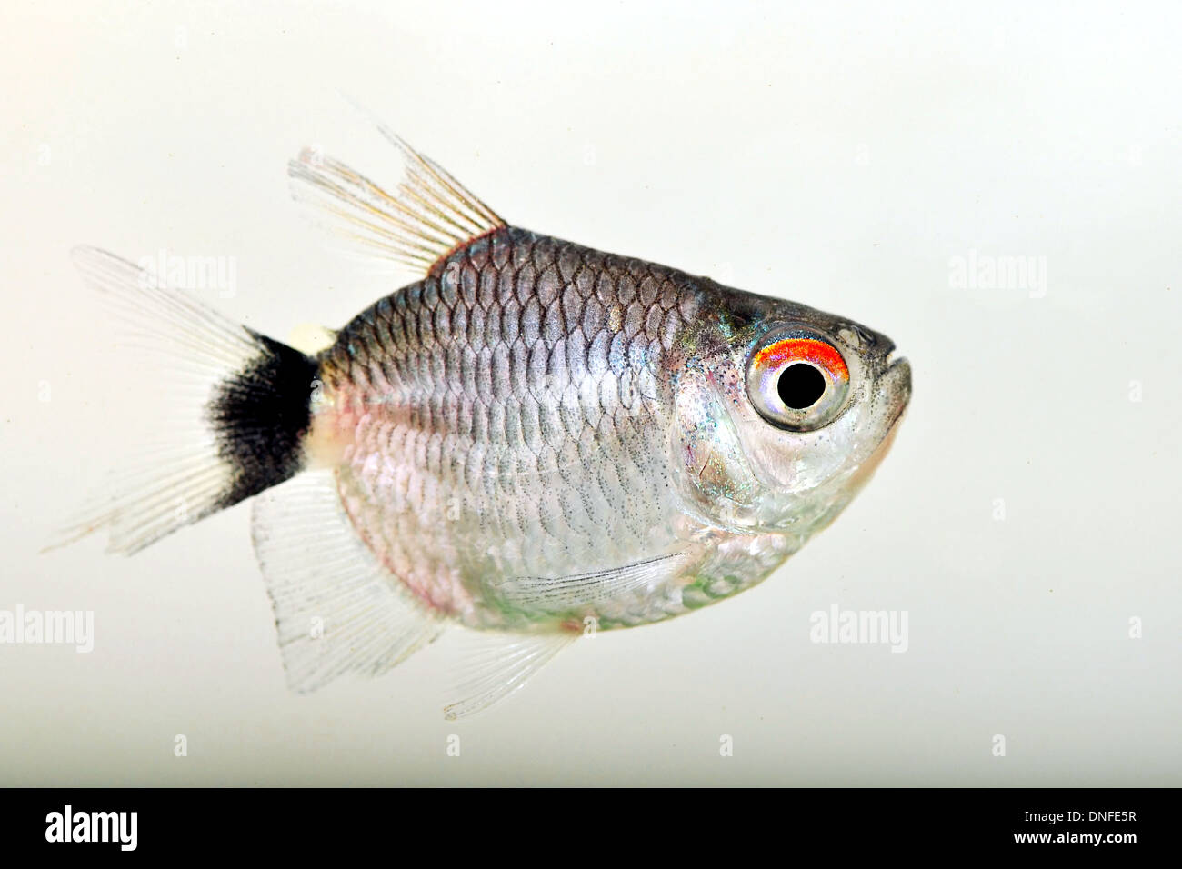 Porträt eines rote-Augen-Tetra-Fisches Stockfoto