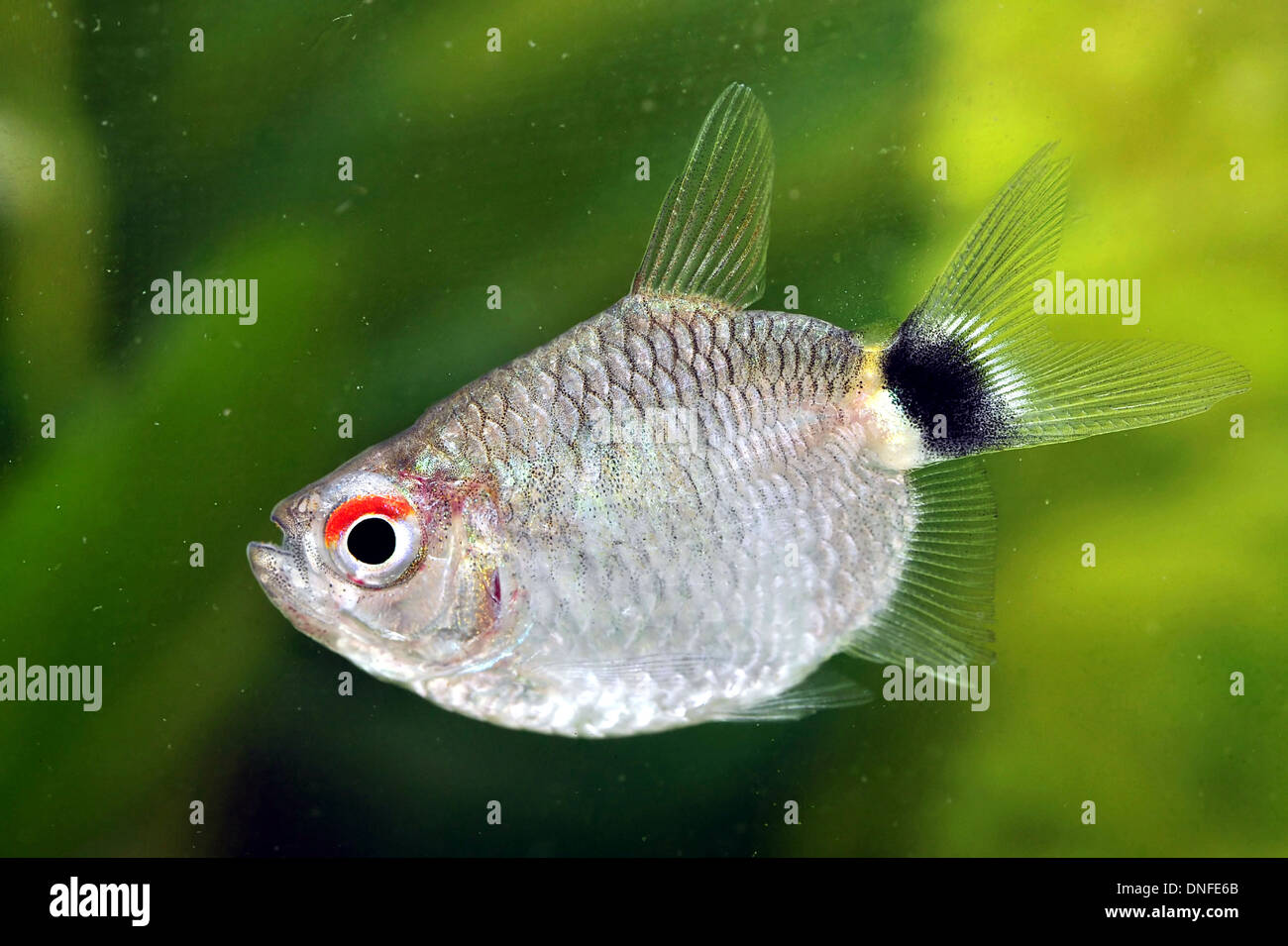 Porträt eines rote-Augen-Tetra-Fisches Stockfoto