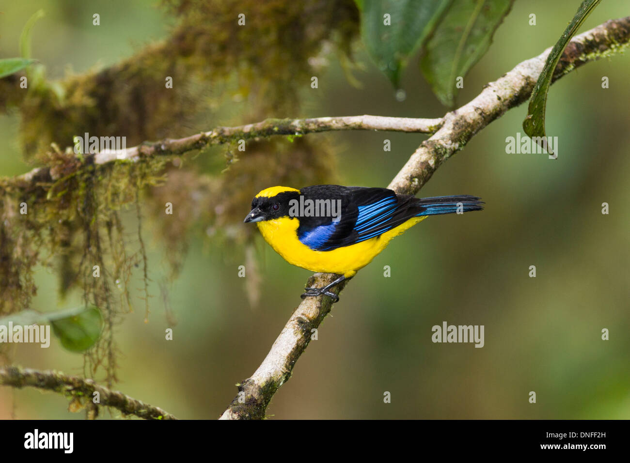 Blauflügeliger Berg-Tanager, Anisognathus somptuosus, in Ecuador. Stockfoto