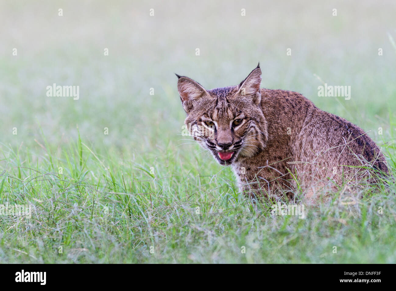 Bobcat, Lynx rufus, auf einer Ranch in der Nähe von Laredo, Texas. Stockfoto