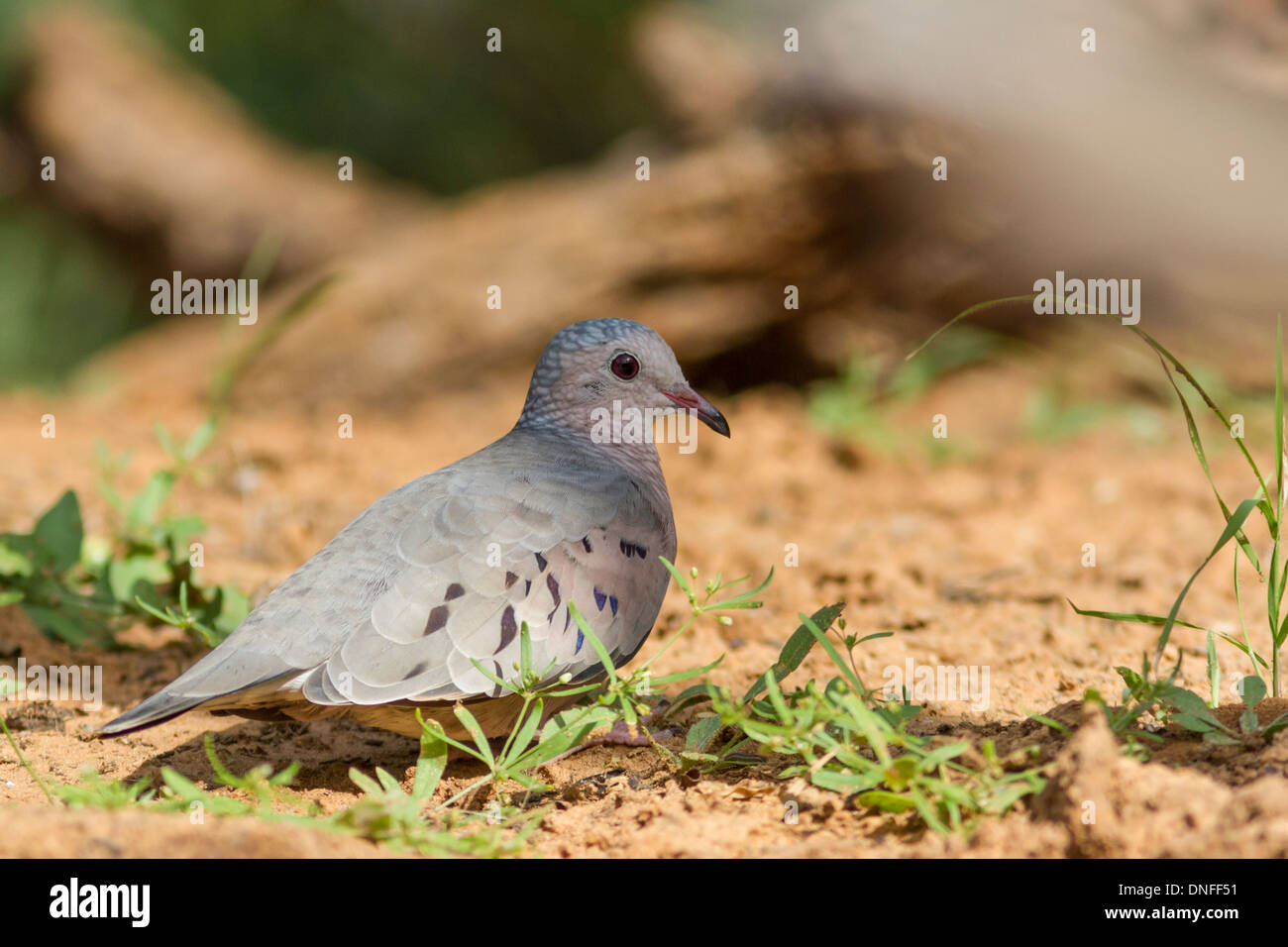 Common Ground-Dove, Columbina passerina, auf einer South Texas Ranch in der Nähe von Laredo, Texas. Stockfoto