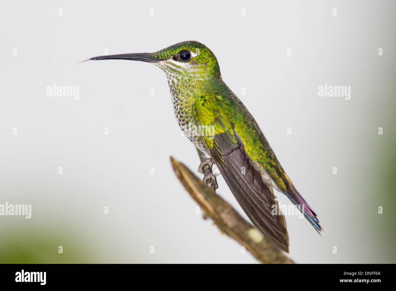 Weibliche grün gekrönt brillante Kolibri, Heliodoxa Jacula in Ecuador Stockfoto