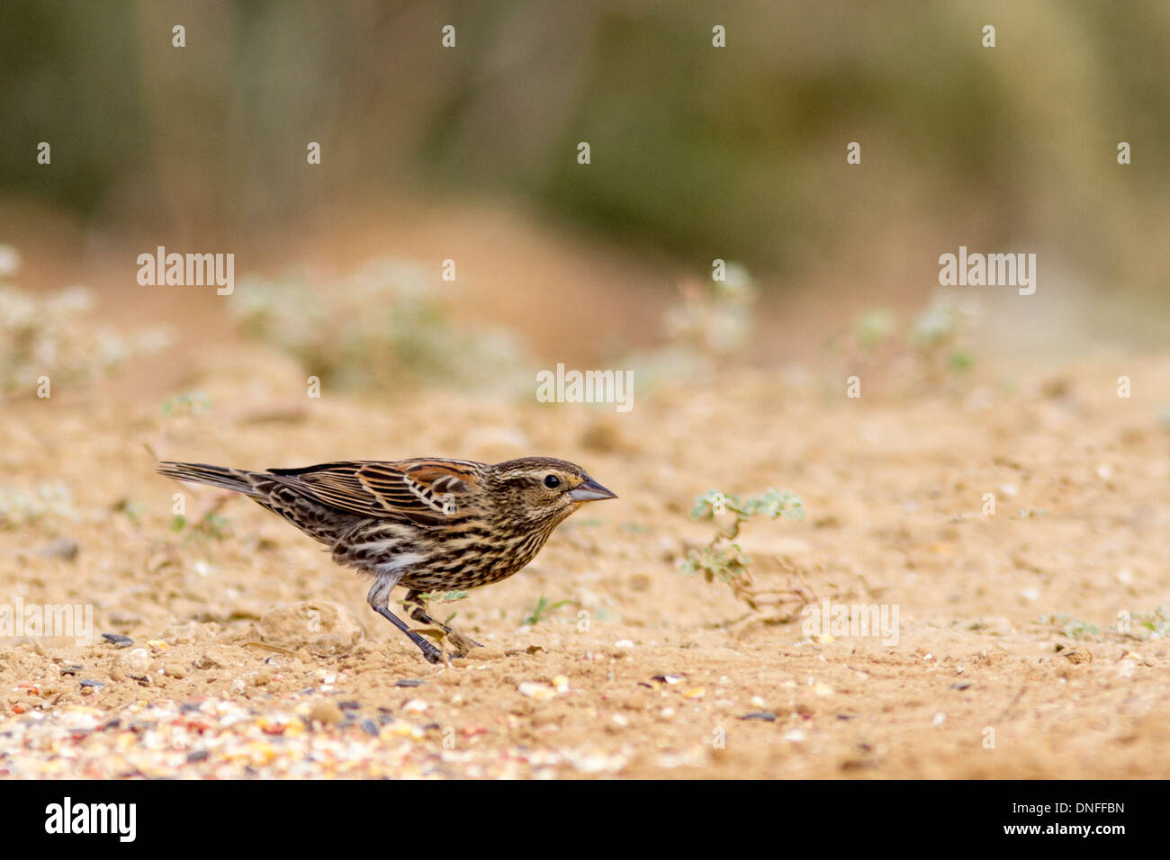 Weibchen Rotflügelvogel, Agelaius phoeniceus, auf einer Ranch in Südtexas, in der Nähe von Laredo, Texas. Stockfoto