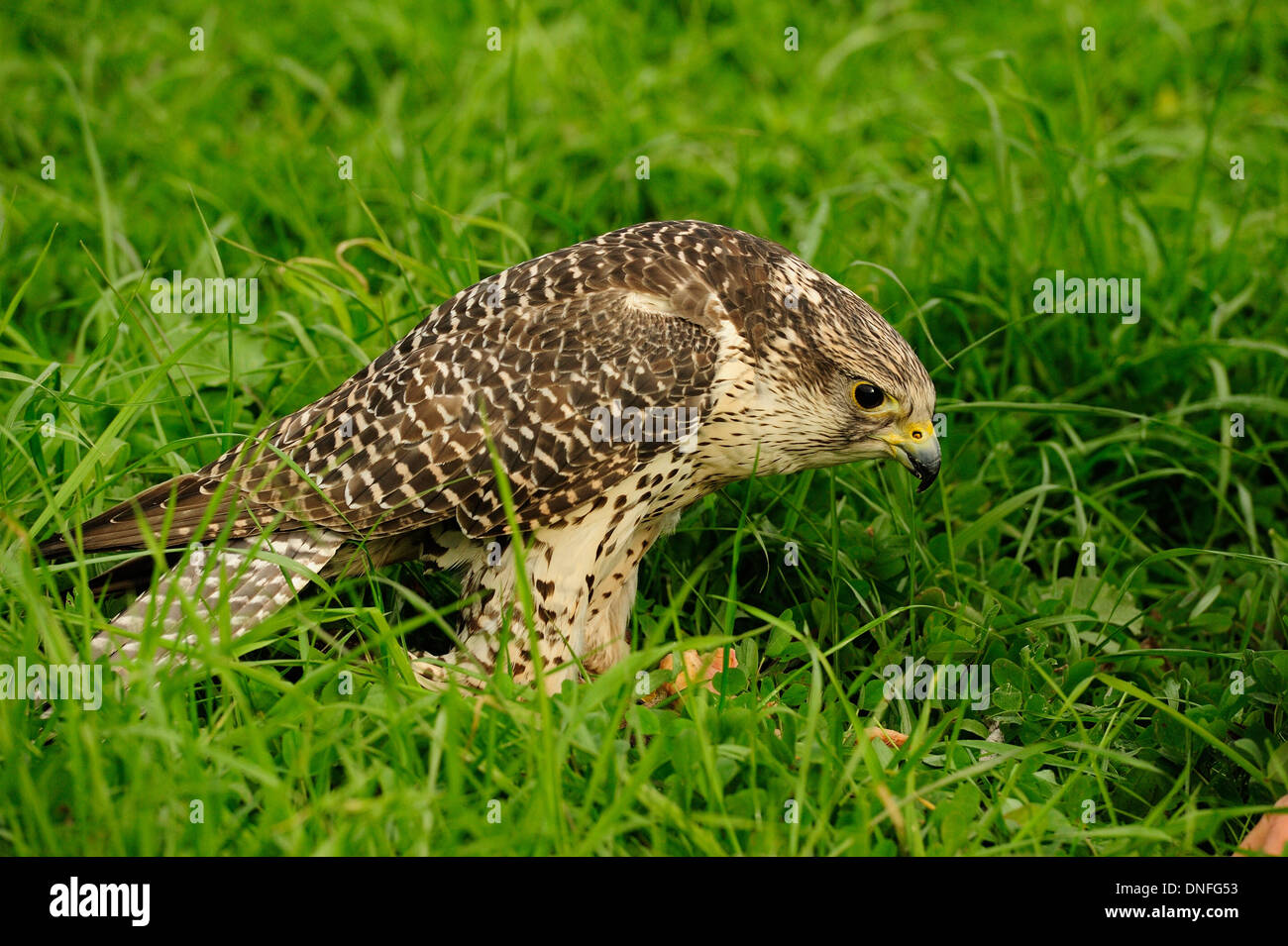 Gerfalke Girfalco Falco Rusticolus, Falconidae, Latium, Italien Stockfoto