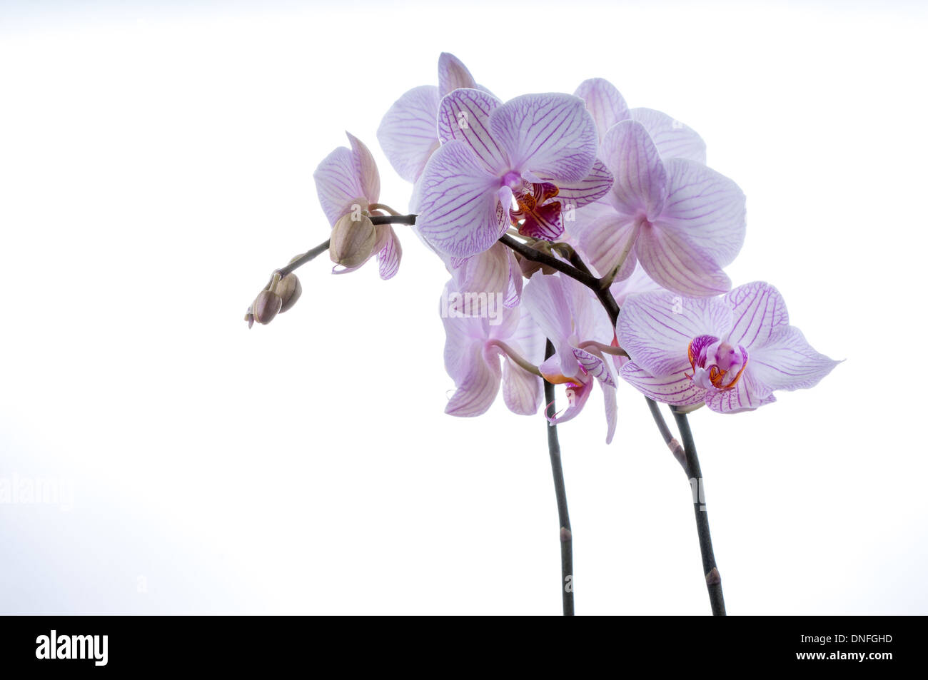 schöne Orchideen Stängel auf weißem Hintergrund. Studio gedreht Stockfoto