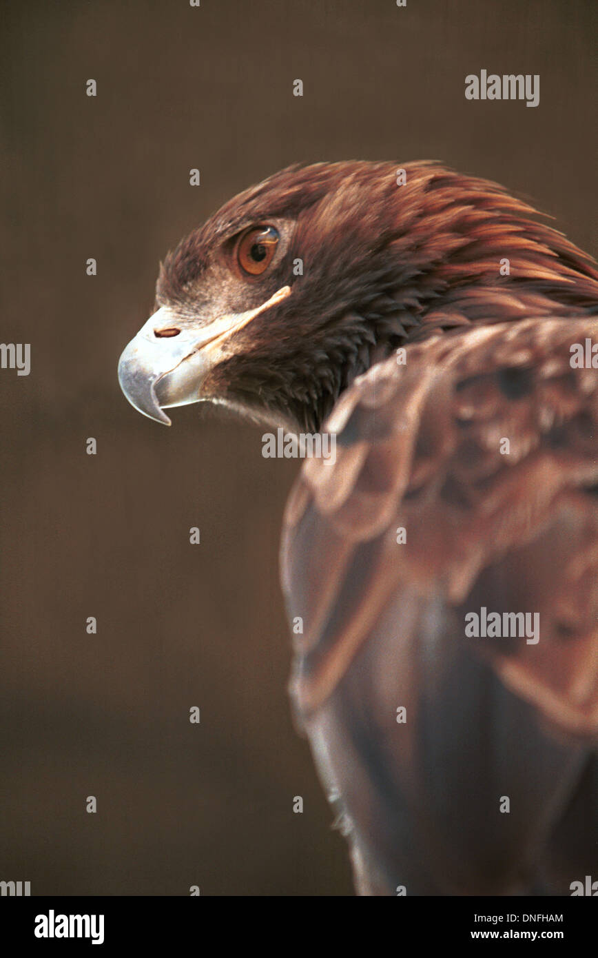 Goldener Adler Raubvogel, junger Adler, Adler, Stockfoto